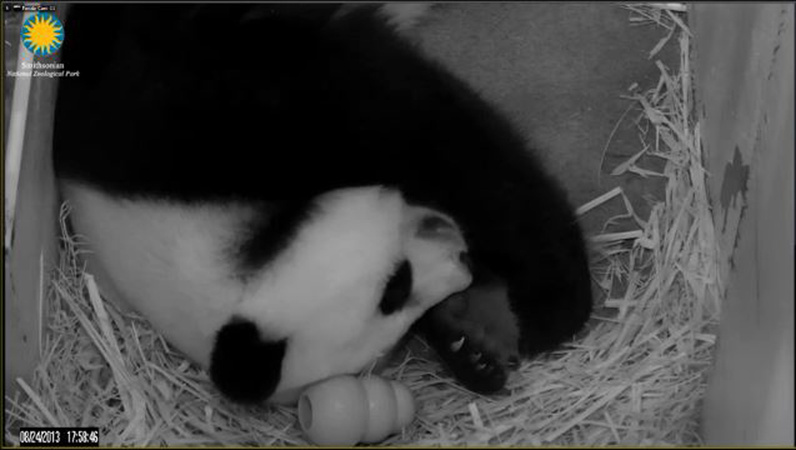 Mei Xiang, a giant panda at the Smithsonian National Zoo in Washington, sleeps Saturday less than a day after giving birth to a cub. Mei Xiang National Zoo panda