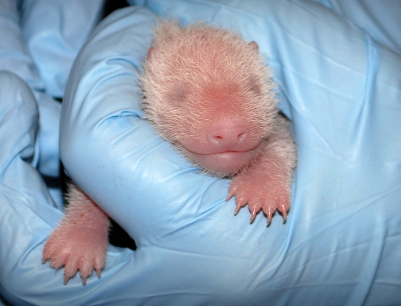 A newborn giant panda cub born Aug. 23 at the National Zoo is seen being examined by the zoo's animal care staff on Sunday in Washington, D.C. washington panda cub zoo