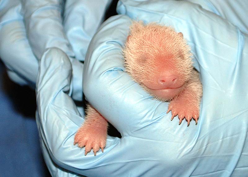 In this photo provided by the Smithsonian's National Zoo, a member of the panda team at the Smithsonian’s National Zoo performs the first neonatal exam Sunday on a giant panda cub born Friday in Washington. The cub appeared to be in excellent health, zookeepers reported after a 10-minute physical exam Sunday morning.