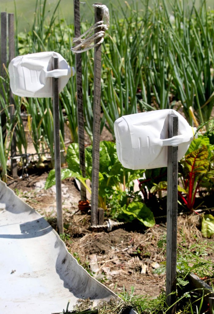 Milk jugs help visually impaired gardeners David Perry, of Waterville, and Deon Lyons, of Clinton, identify rows in a garden they have cultivated in Fairfield.