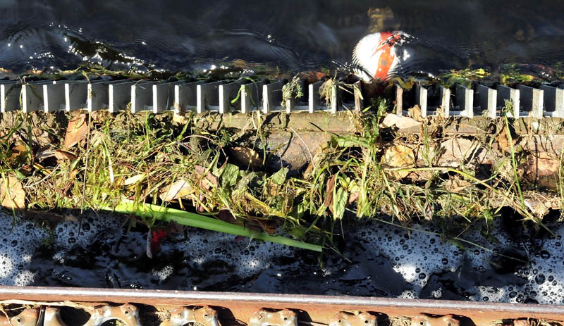 Debris including branches, plants and a toy ball plug the screen at the dam outlet of Messalonskee Lake in Oakland on Monday. Owners of the dam are asking the Town Council to allow them to remove a section of screen, which also prevents fish from migrating between Messalonskee stream and lake.