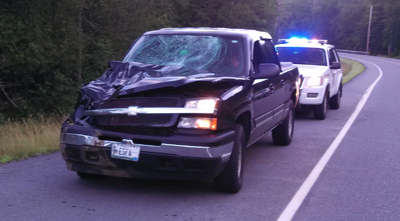 A pickup truck was destroyed in a collision Thursday on Route 4 in Sandy River Plantation. The accident was one of five moose-vehicle collisions last week in northern Franklin County.