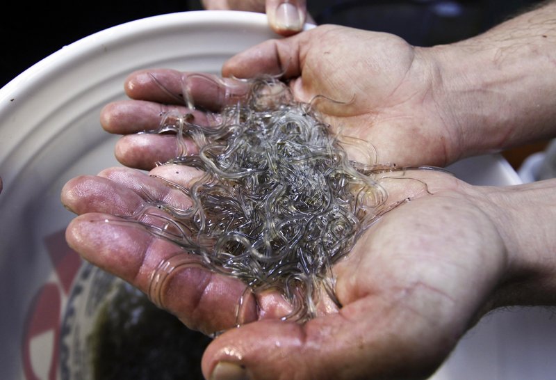 In this Friday, March 24, 2012 photo, a man holds elvers – young, translucent eels – in Portland, Maine. A fisheries commission postponed a decision Wednesday on whether to impose quotas or other restrictions on commercial fishing for baby eels, meaning that any new elvers regulation probably won't happen before the 2014 season.