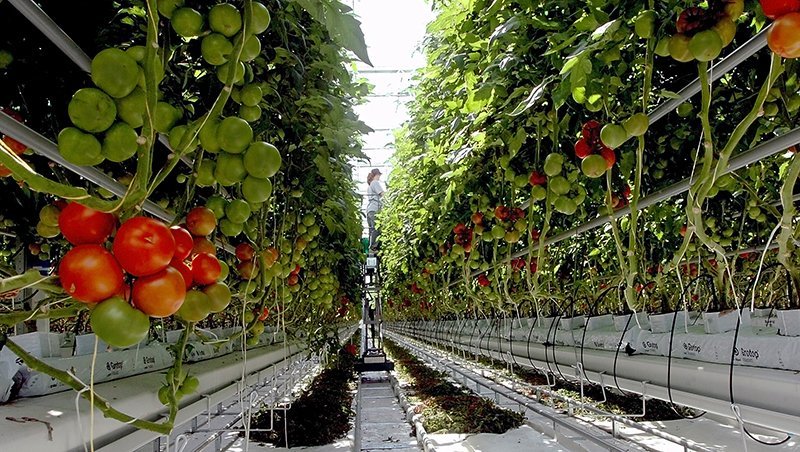 Tomatoes ripen inside a greenhouse at Backyard Farms in Madison. The company rejected its latest crop of 420,000 seedlings because of unspecified quality concerns. Earlier this summer, an infestation of whiteflies cost it its first crop.
