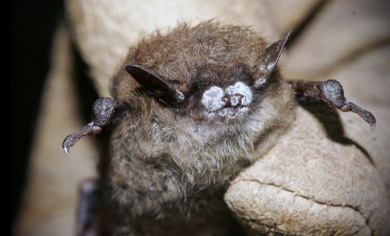 A brown bat with white nose syndrome is shown above. The fungal infection has killed more than 5.5 million bats in eastern North America since it was first detected in upstate New York in 2006. Researches are investigating various ways to prevent the spread of the disease.