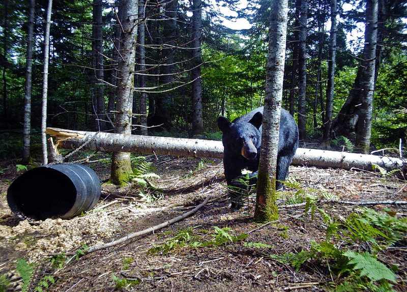 A black bear walks past an empty bait barrel in the Moose River Valley of the Jackman area of Maine during the 2010 hunting season. Bait barrels hold trail mix made of raisins, dried fruit and nuts, granola and doughnuts, said Steve Beckwith, a longtime Maine hunter and hunting guide. Opponents of bear baiting are seeking to ban the practice, saying it’s cruel and gives hunters an unfair advantage.