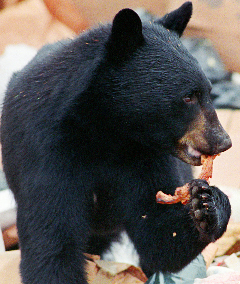 A black bear nibbles on some meat near Greenville. A coalition led by the Maine chapter of the Humane Society of the United States aims to collect as many as 80,000 signatures next month to get a referendum question on bear-hunting practices on Maine’s 2014 ballot.