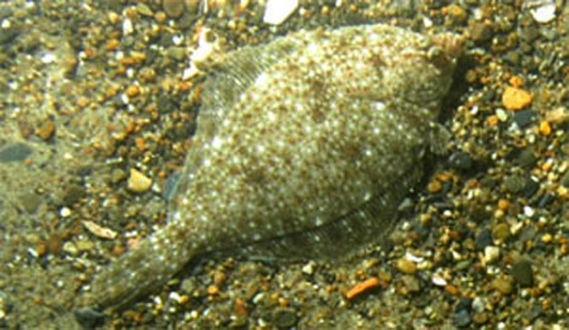 An image of a yellowtail flounder in the ocean. A pilot survey conducted between Aug. 15 and 26 in Georges Bank, off southeastern Massachusetts, focused on flatfish such as flounder.