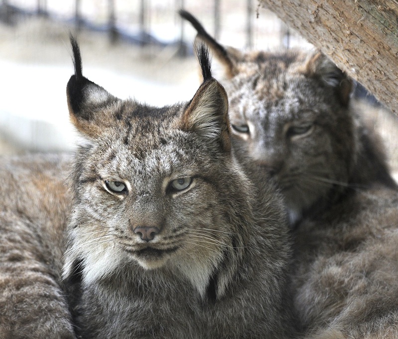 In this October 2012 file photo, a pair of Canada lynx share a home at the Maine Wildlife Park in Gray. A proposal would designate more than 41,000 square miles within the states of Maine, Minnesota, Montana, Idaho, Washington and Wyoming as critical habitat for the Canada lynx.