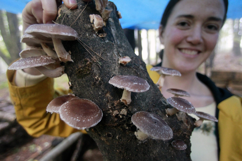 Maeve Mangine show off a log full of shiitake mushrooms in Shrewsbury, Vt.