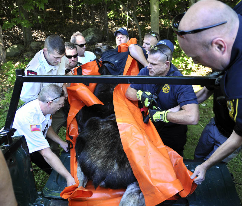 Game Wardens, biologists, Augusta firefighters and police lug a yearling bull moose into the back of a pickup truck Wednesday after it was tranquilized in an Augusta neighborhood. The moose, weighing an estimated 600 pounds, was moved from the Ganneston neighborhood of the city and released unharmed in the Alonzo Garcelon Wildlife Management Area in Augusta.