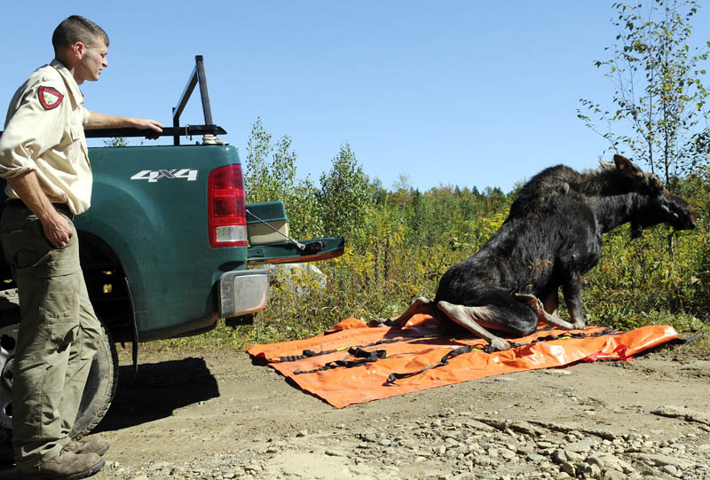 Inland Fisheries and Wildlife biologist Kendall Marden observes a yearling bull moose wake up Wednesday an hour after he tranquilized and relocated it across Augusta.