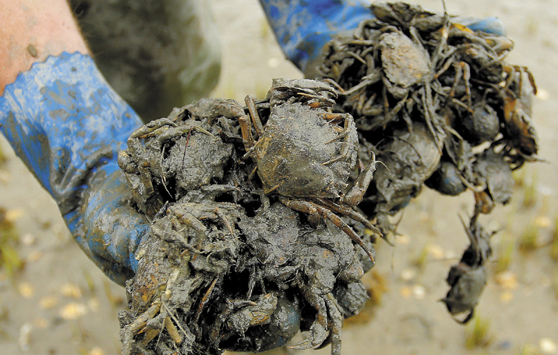 Chad Coffin, a Freeport clam digger, holds handfuls of green crabs while looking for the invasive species off the coast of Freeport in May.