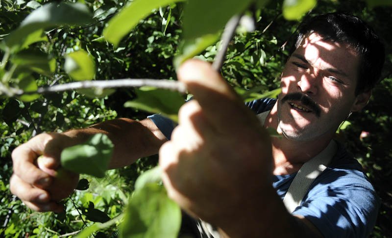 Brian Malanson harvests a McIntosh apple today at Lakeside Orchards in Manchester. The orchard cultivates 30 varieties of apples, with Cortland and McIntosh ripe to pick by visitors. Malanson, of Vermont, and other migrant harvesters collected apples in the Brick Yard section of the orchard for sale at the farm's market.