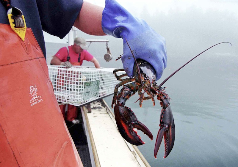 In this undated file photo, a sternman holds a lobster caught off South Bristol, Maine. California has its raisins, Florida has its oranges and Massachusetts has its cranberries. In the coming months, a new marketing strategy will be launched that aims to bolster the brand and sales of Maine lobster. (AP Photo/Robert F. Bukaty, File)