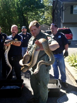 In this photo provided by the Public Information Office in Brookhaven, N.Y., Michael Ralbovsky, center, who is a herpetologist at the Rainforest Reptile Show, displays one of two Burmese Pythons from the home of Richard Parinello in Shirley, N.Y.