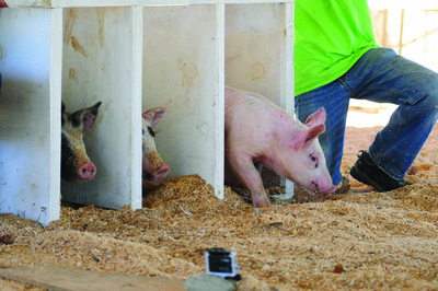 A trio of pigs take off from their starting crates during the pig races on Friday at the Litchfield Fair.