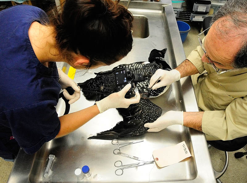 Volunteer Julia Graham, left, photographs a wounded wing while doing a post-mortem exam on a loon with Dr. Mark Pokras on Tuesday in the necropsy room of the wildlife clinic at Tufts University Cummings School of Veterinary Medicine in North Grafton, Mass.