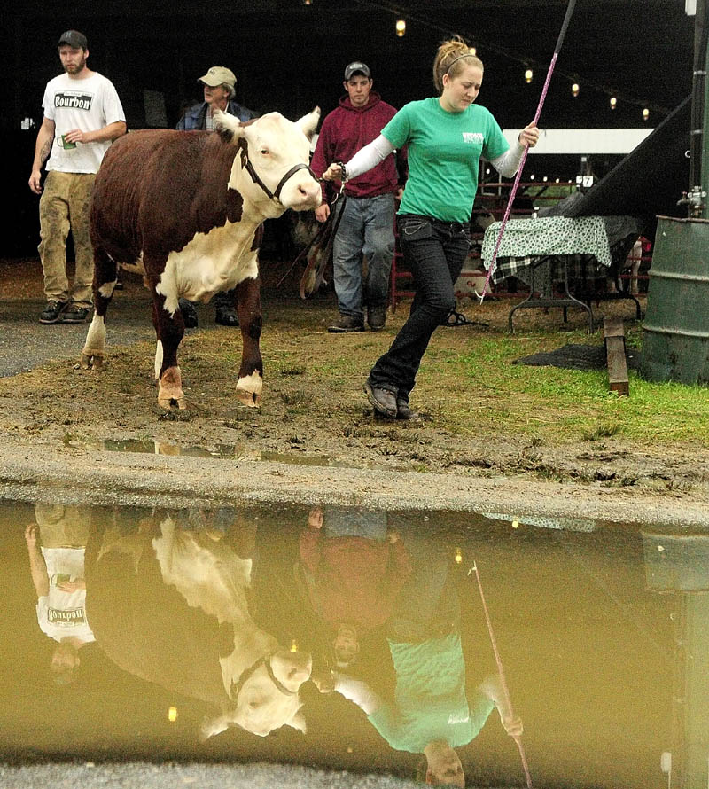Brea McPherson, 16, of China, leads her steer named Champ toward the show ring for the 4-H Baby Beef Auction today at the Windsor Fair. The auction was the only event on the fair's final day to survive heavy rain. There were 12 market steers and three market lambs, raised by 4-H members, auctioned off at the event, according to Curtis Prine, the fair's livestock superintendent. Prine said that the 4-H members had to buy a young animal before the beginning of the year, raise, feed and get it ready to compete for a show Saturday evening. The animals were then sold at auction today.