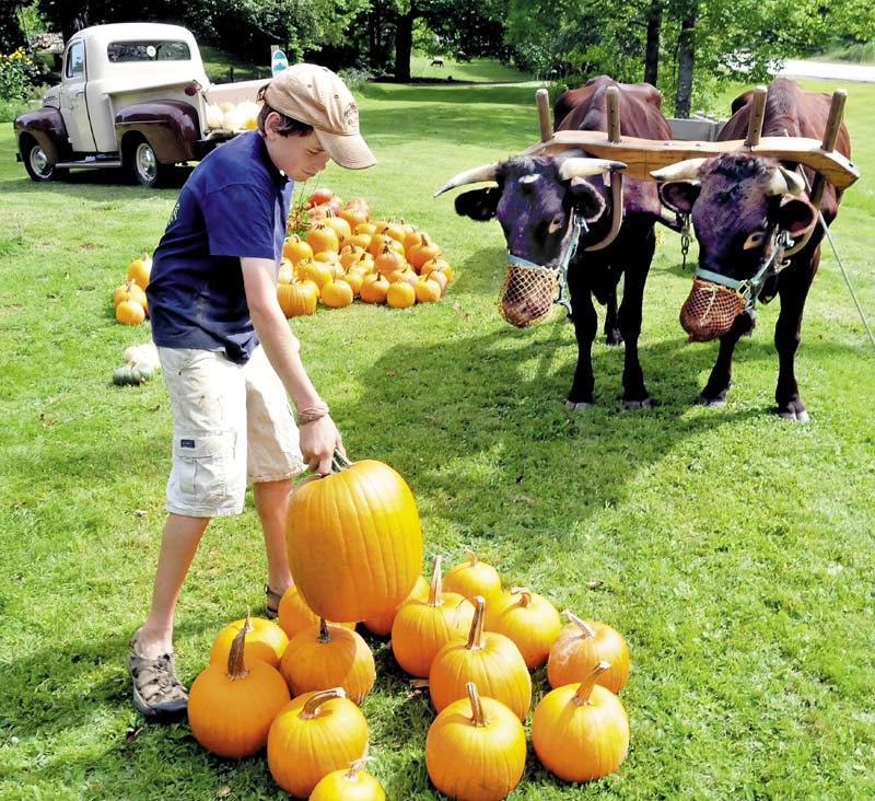 Gil Whitehead unloads pumpkins his family is selling as his oxen, Star and Red, watch after hauling the gourds in a wagon to the front of the Winterberry farm in Belgrade today.