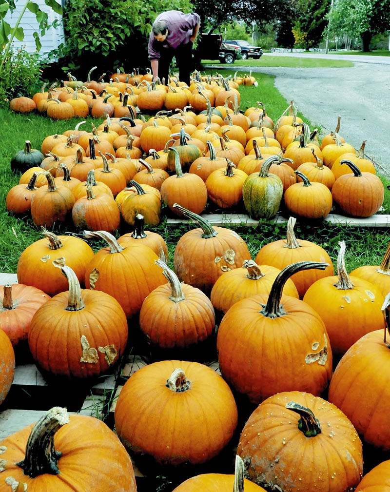 Jordan Gurney places some of the dozens of pumpkins for sale at the Riverdale farm stand in Benton on Tuesday.