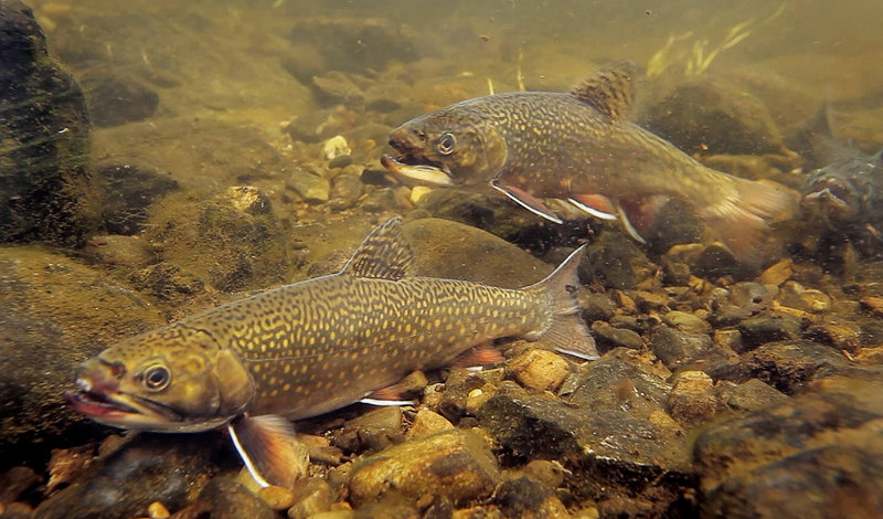 Brook trout pause on the bed of the Roach River, which flows into Moosehead Lake. The Department of Inland Fisheries and Wildlife and Plum Creek land and timber company are working together to enhance the habitat on Intervale Brook, an important tributary of First Roach Pond in Frenchtown Township.