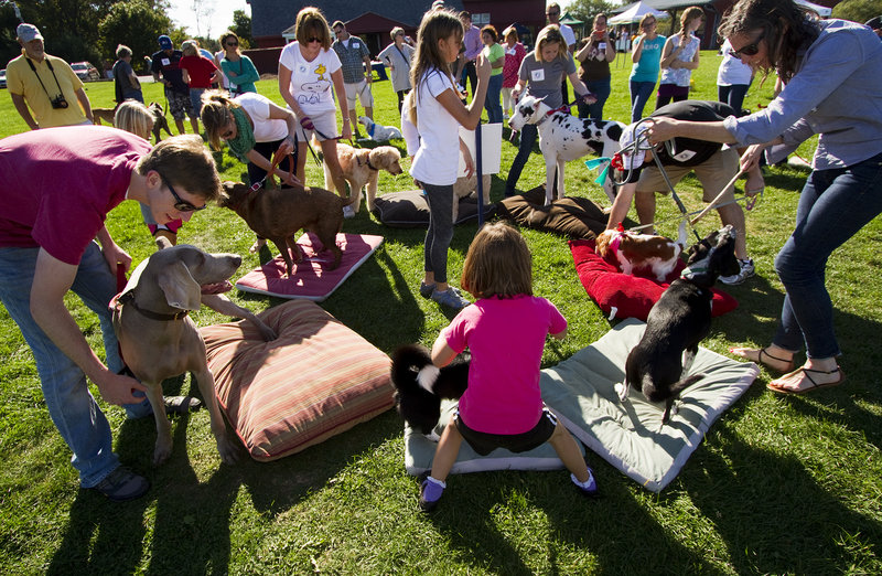 Adults and children guide their dogs during the popular musical dog beds event at the Woofminster 2013 amateur dog show at Camp Ketcha in Scarborough on Saturday.
