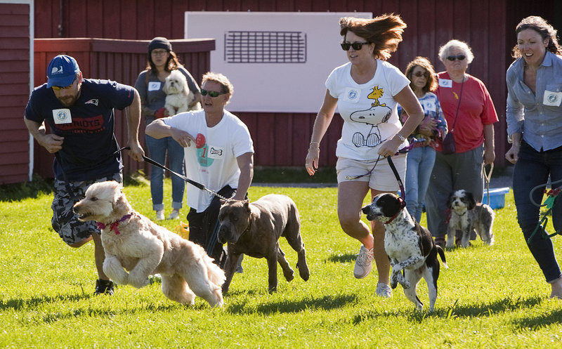 Romping gets competitive as people and their dogs participate in the 50-paw dash during the Planet Dog Foundation’s Woofminster 2013 dog show at Camp Ketcha in Scarborough on Saturday. The eighth annual event raises funds for training, placing and supporting service dogs.