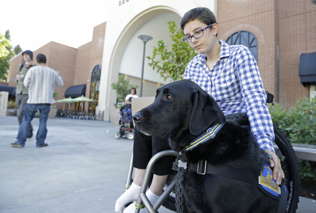 The Associated Press Wallis Brozman sits with her service dog Caspin outside a shopping mall in Santa Rosa, Calif., recently. Other victims of unruly fake service dogs are real service dogs, said Brozman, 27. “When my dog is attacked by an aggressive dog, he is not sure what to do about it and looks to me. It becomes a safety issue, not only for my dog, the target of the attack, but me if I am between the dogs,” Brozman said.