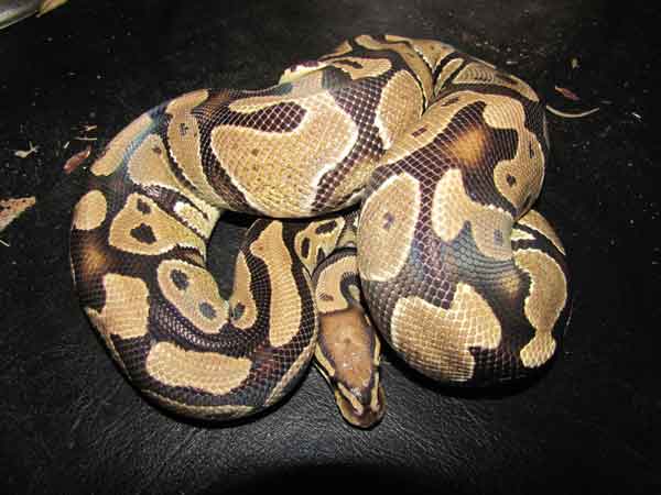 This is a vanilla ball python and one of the breeding snakes for Safari Pets. Ball pythons get their name because they tend to curl up in a ball when startled or under stress.