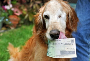Sundance, the golden retriever known for eating five $100 bills, rejects the taste of the check his owner Wayne Klinkel received on Sept. 28, 2013. Sundance, a rescue from a Wyoming animal shelter, snacked on the cash left in the family vehicle while Klinkel and his wife ate at a restaurant.