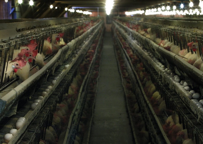 Gregory Rec / 2003 Staff File Photo In this file photo, hens feed inside one of the plants at the former Decoster Egg Farms in Turner, Maine. A longtime employee of Austin “Jack” DeCoster who alleged in a federal lawsuit that Mexican-American workers at DeCoster’s egg farms were treated as “virtual slaves” has reached a settlement with his former employer.