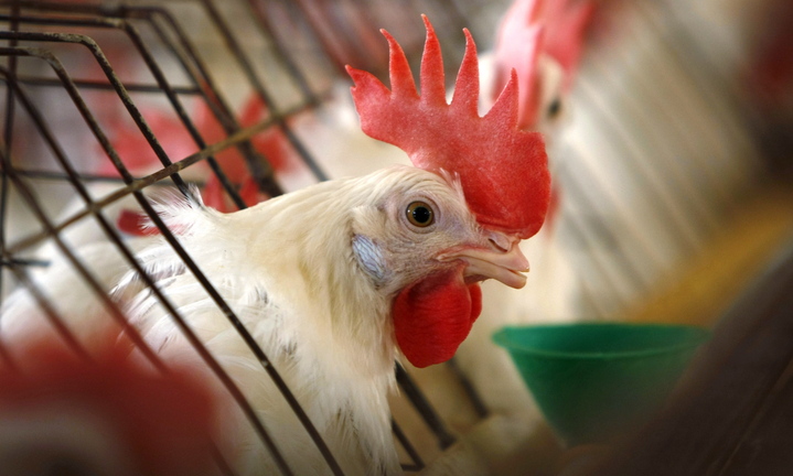 A caged hen feeds at an egg farm. The broad use of antibiotics to control and prevent disease in cows, pigs and chickens is believed to play a role in the rise of antibiotic-resistant infections in humans.