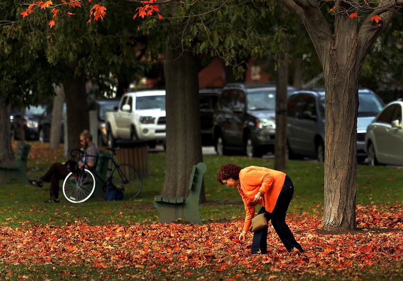 Ana Maese of Topsham adds a splash of color to the already vibrant scene at the Brunswick Town Commons on Thursday as she collects red leaves to send to her daughter in Texas. Leaf-peeping season is the second-busiest time for tourism in Maine.