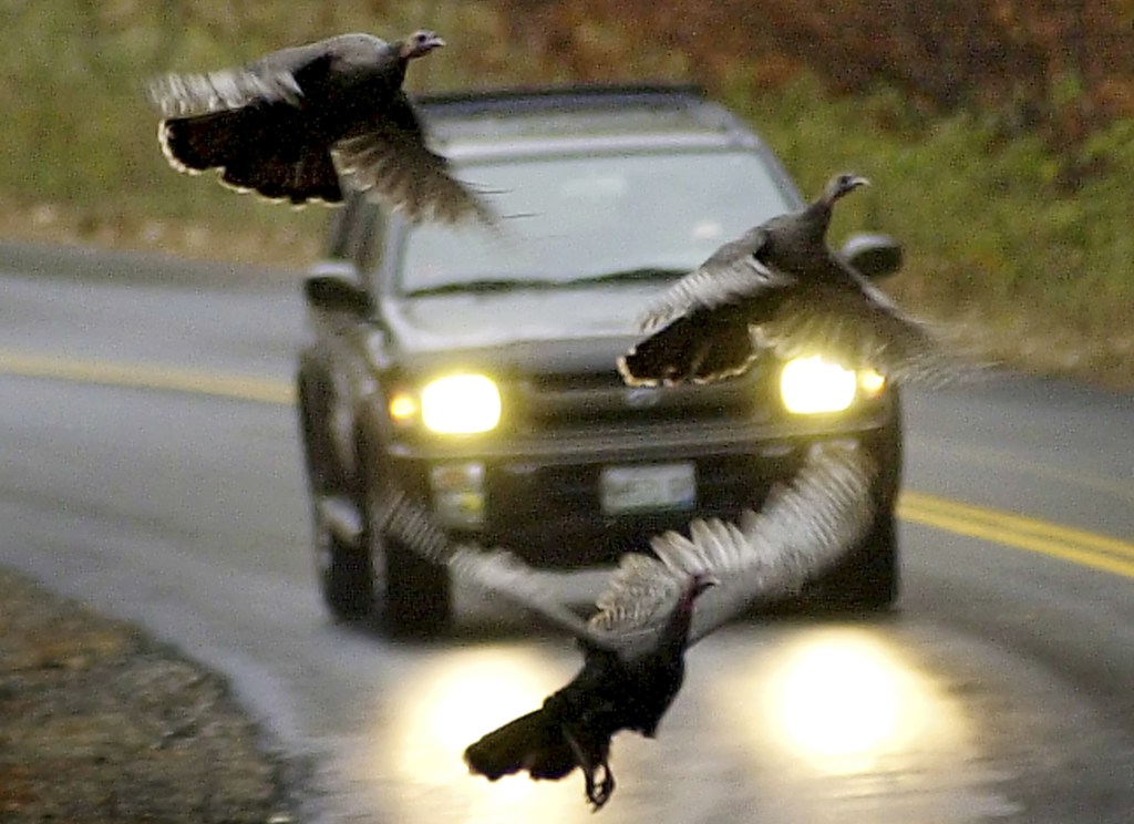 In this 2002 photo, a trio of turkeys takes to the air to avoid an oncoming motorist in Freeport. The state’s wild turkey population has grown to unprecedented levels since restoration efforts began in the 1990s, creating a bounty for bird hunters, but a nuisance for farmers, apple growers and gardeners.