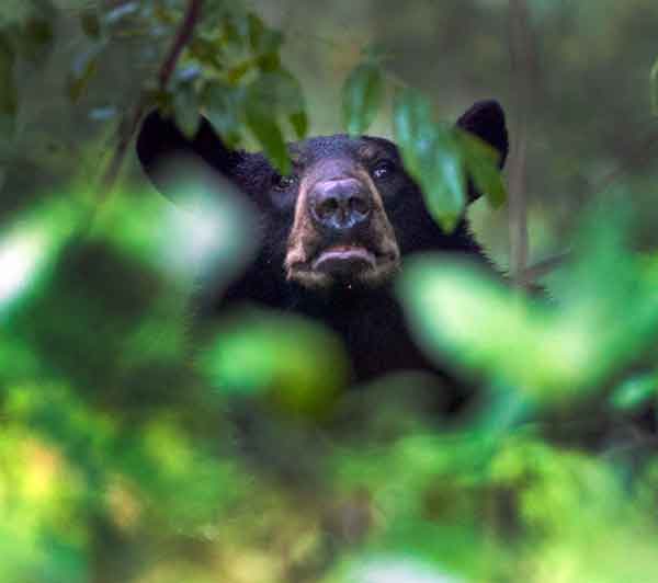 IN HIDING: A black bear peeks through the leaves after being tracked through subdivisions in Ashland, Ky., in 2011.