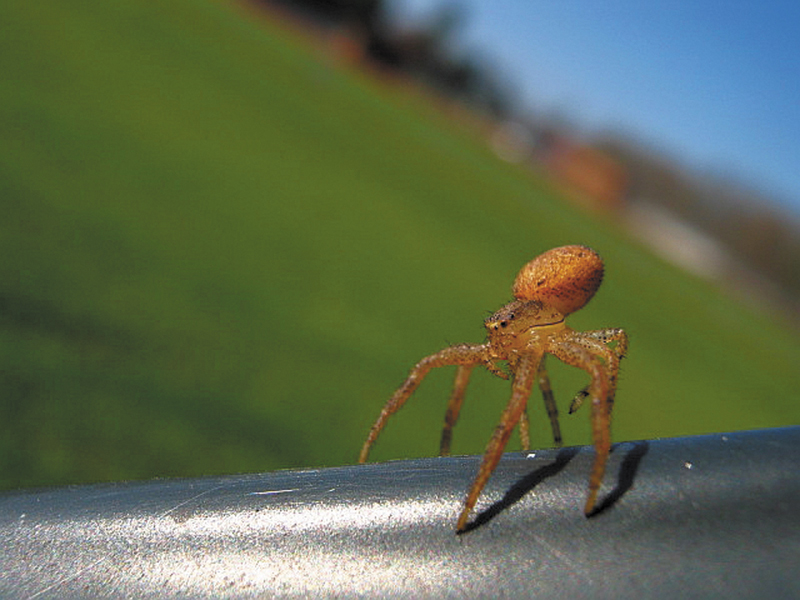 A juvenile crab spider (of the family Thomisidae) gets ready to take off, or balloon, into the wind by "tiptoeing" on the back of a bench at the park in Unity.