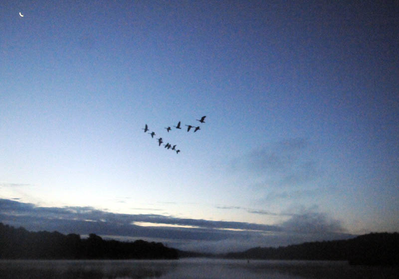 Canada geese rise from the Kennebec River in Chelsea today, on the first day of waterfowl hunting season in Maine. Nimrods were greeted by a warm, sunny dawn while pursuing ducks, geese and upland birds, such as grouse, on opening day.
