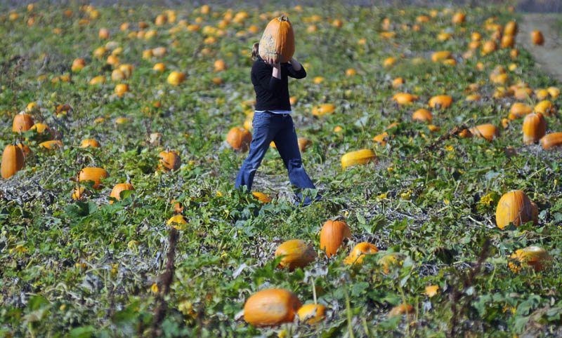 Mary Hastings, of Chesterville, carries a pumpkin from the self pick patch at the Stevenson Farm Thursday in Wayne. Hastings collected 12 pumpkins with four generations of her family at the patch, which will be open for self selection every weekend through Halloween.