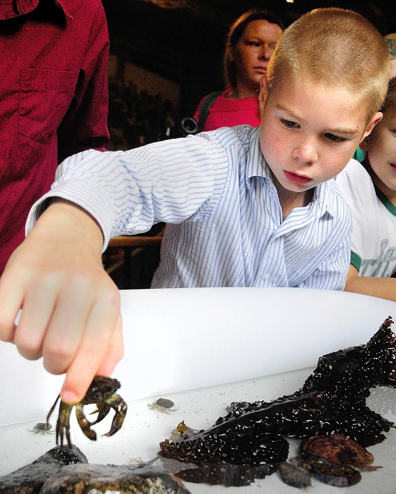 Bryce Carey picks up a crab from the Coast Encounters touch tank during Earth Science Day on Wednesday at Maine State Museum in Augusta.