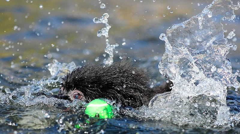 Charlie the Pomeranian keeps his eye on the ball as he swims after a small green tennis ball at the China Village boat launch on Wednesday in China. Donna Walston, of Waterville, said that Charlie loves to swim and play fetch.