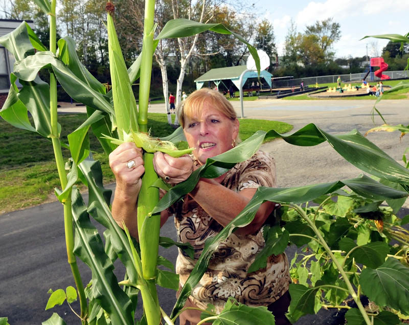 As students play in background, Cathy Ribbons shucks an ear of corn to see its progress in one of the gardens at the George J. Mitchell school in Waterville.