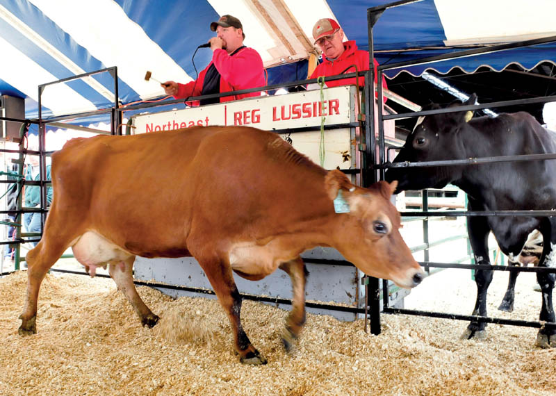Auction marks end of Fairfield dairy farm, start of beef one