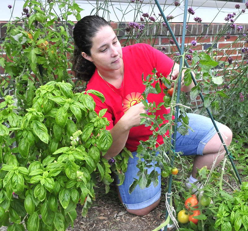 Volunteer Jennifer Johnson harvests tomatoes at one of the vegetable gardens at the George J. Mitchell school recently.