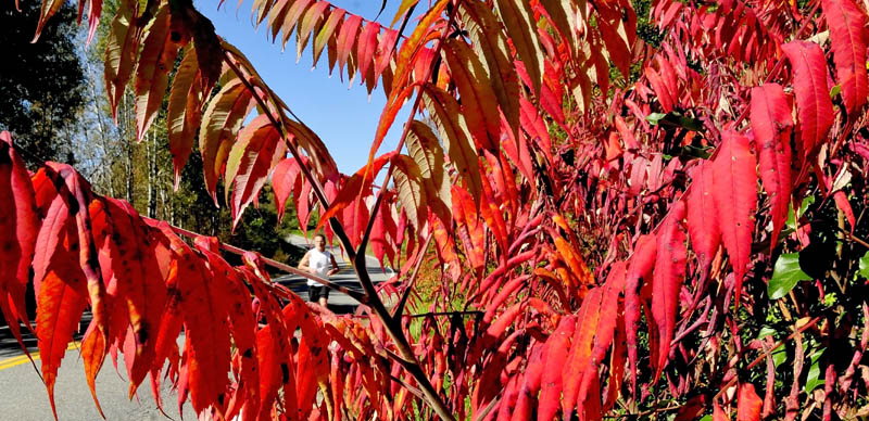 David Benn runs on the County Road in Waterville, past brilliant-red sumac bushes, today. Autumn foliage is well underway in central Maine and northern portions of the state are at peak foliage.