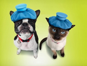 A screen image from the Google Helpouts website, where Banfield Pet Hospital offers free advice on proper nutrition, parasite control, vaccinations and appropriate grooming for pets.