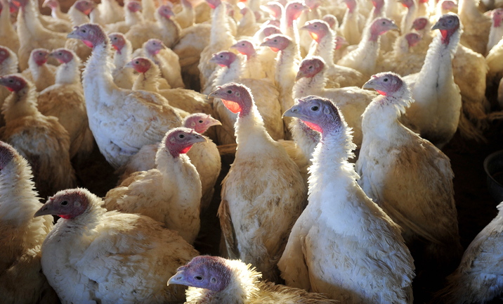 BIG DAY APPROACHES: Greaney’s Turkey Farm in Mercer raised more than 800 turkeys.
