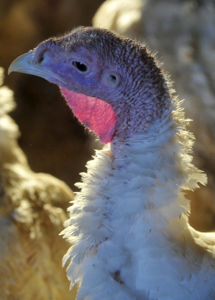 Bird on the brain: More than 800 turkeys have been raised at Greaney’s Turkey Farm in Mercer since August.