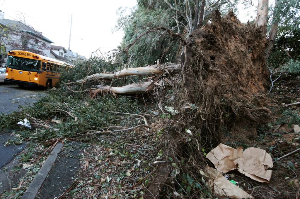 A school bus drives past a fallen eucalyptus tree in Oakland, Calif., on Friday, Nov. 22, 2013. Three people were killed in Northern California as high winds battered the region and caused major power outages, and fallen trees and branches.