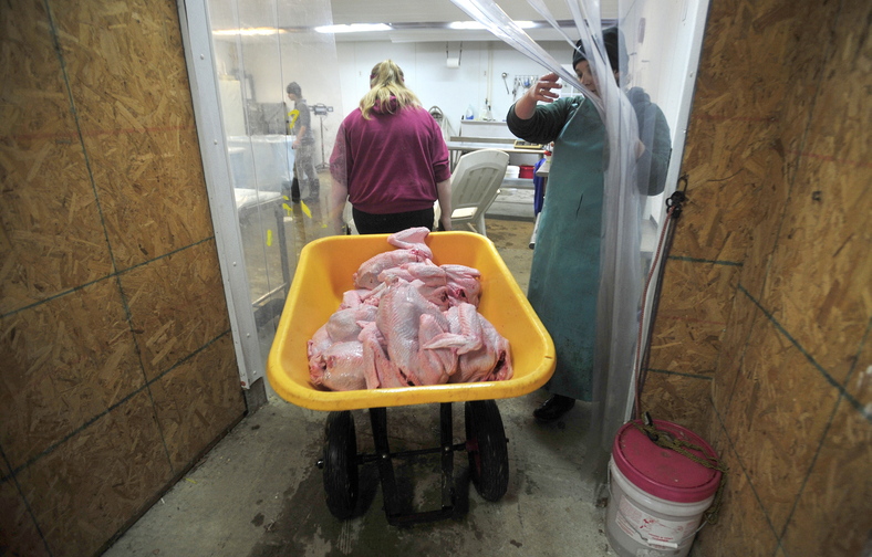 eat fresh: Emily Greaney hauls fresh turkeys in wheelbarrow to the ice house to be stored until customers can pick it up at Greaney’s Turkey Farm in Mercer on Friday. Scott Greaney, owner of the turkey farm, said ice is key to ensure a fresh and clean bird.